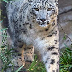 Exclusive VIP Experience For Two - San Diego Zoo