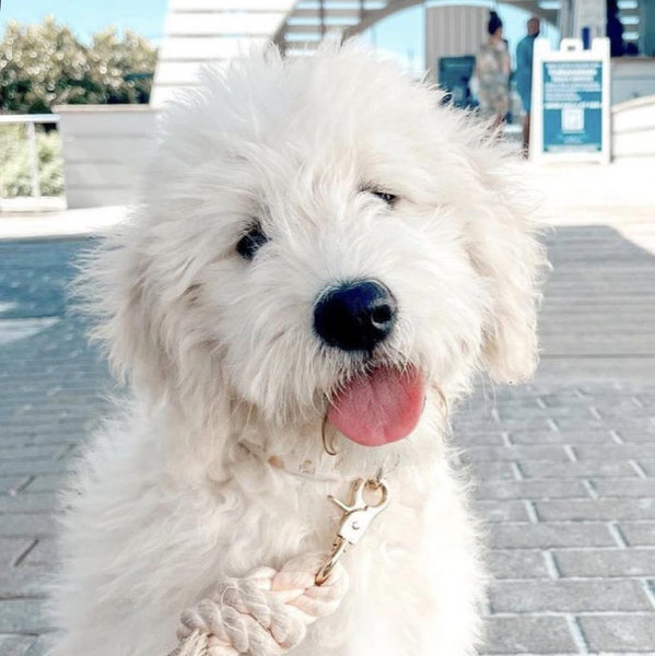 Puppy Fund