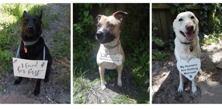 The Wedding Website of Clara Isaza and Zach Vogelsang