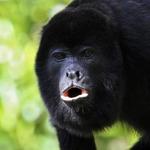 Barebones - Monkey River Tour