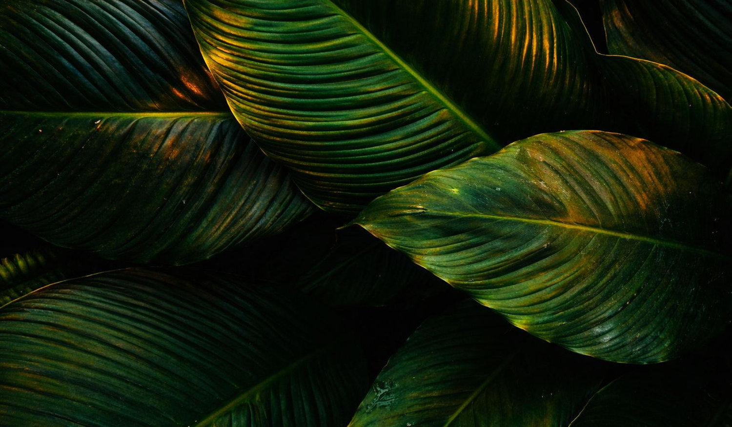 Footer image