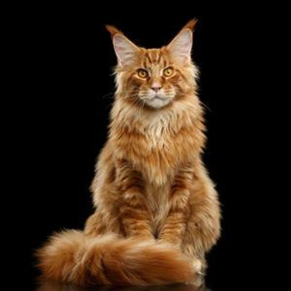 Mainecoon kitten