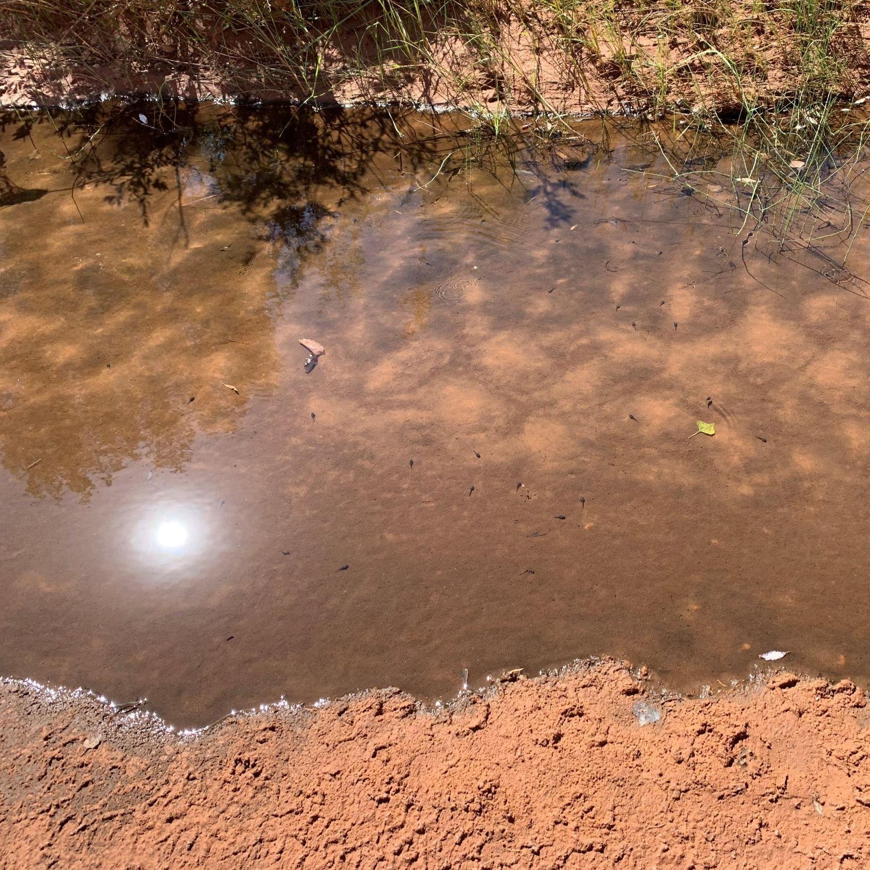 Brave little tadpoles. It appears that the pelican never made its way to Canyonlands.