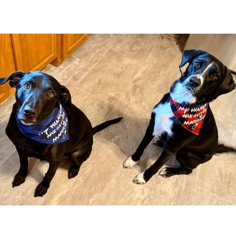 Our pups are more excited than they look for us to get married - I promise!!