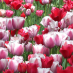 The Dallas Arboretum and Botanical Garden