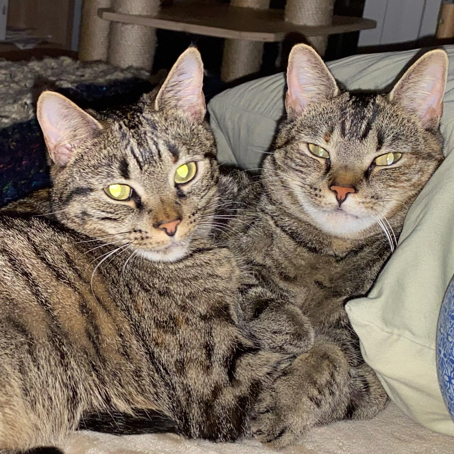 HART Animal Rescue and Support Group