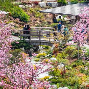 Tickets to San Diego's Japanese Friendship Garden