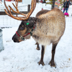 Leavenworth Reindeer Farm