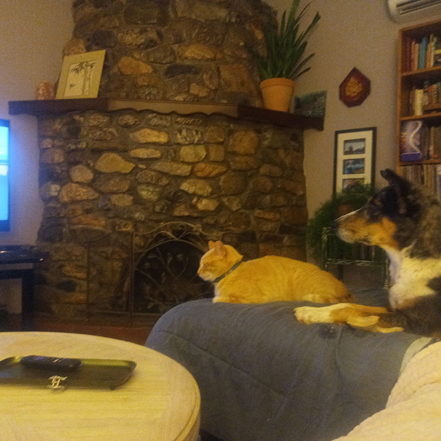 Pets watching TV
