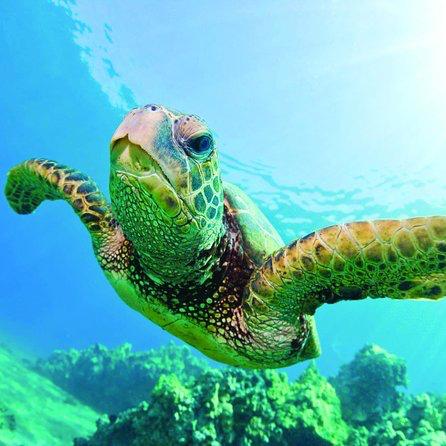 Turtle Canyon Experience