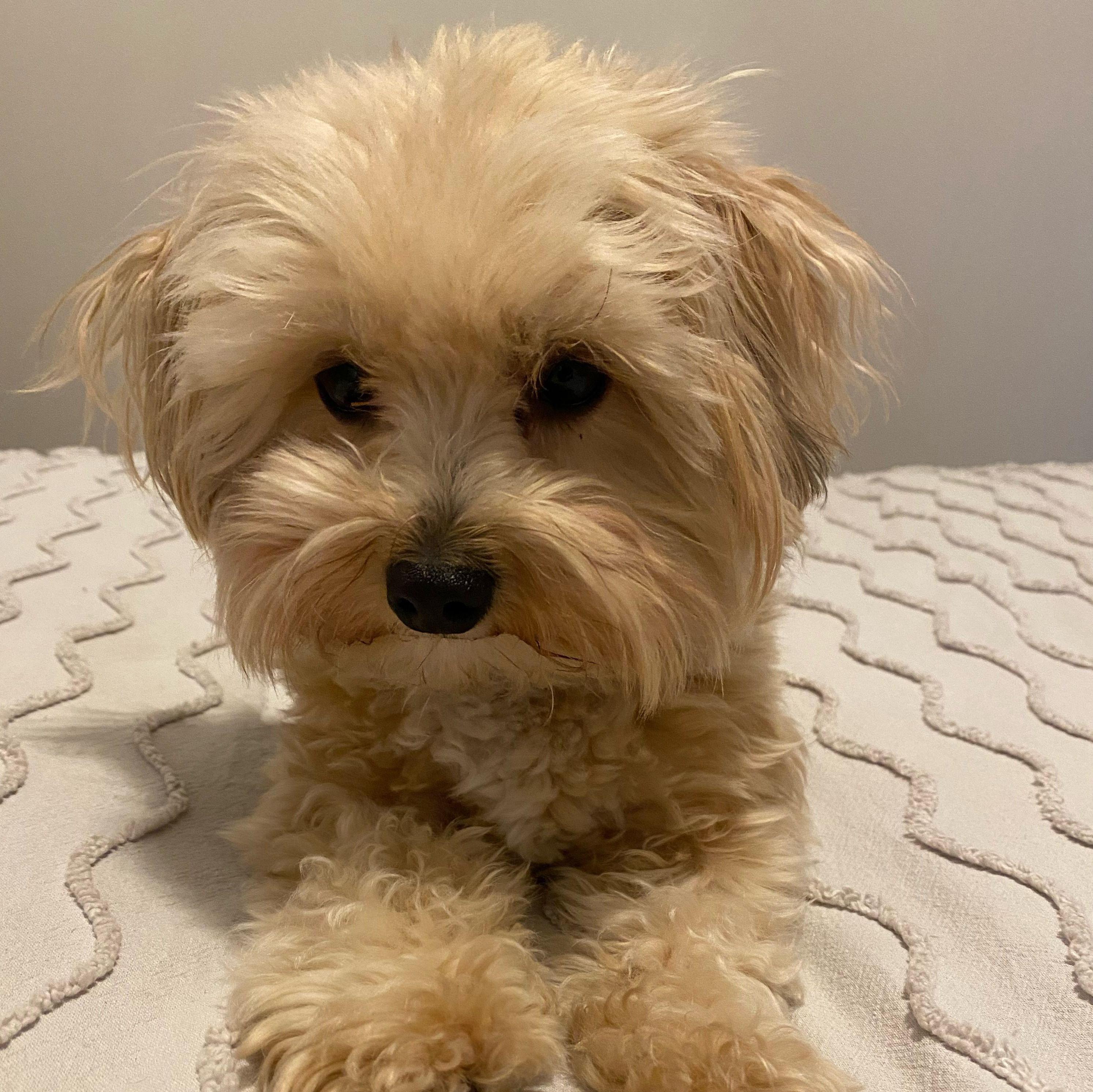 Its moments like this that made Andrea an irrevocable dog lover.