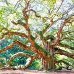 Angel Oak Tree