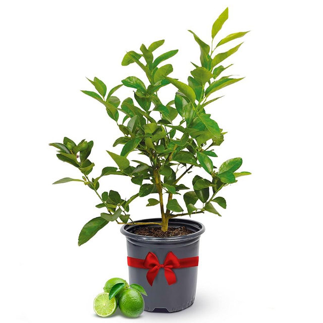 Persian Lime Plant Fruit Trees 13" - 22" Tall - Fruit Live Trees Plants, Outdoor Plants,Citrus Tree Pots for Housewarming Gift, Persian Garden, Cannot Ship: CA,AZ,TX,LA, Indoor Tree Live by Via Citrus