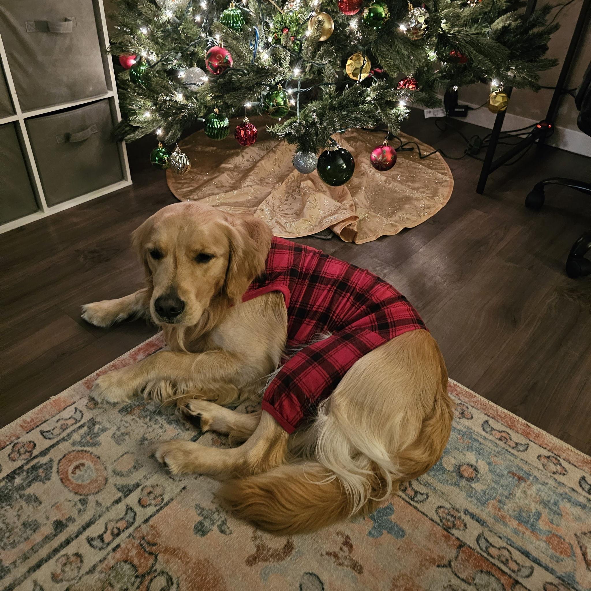Louie in his Christmas jammies