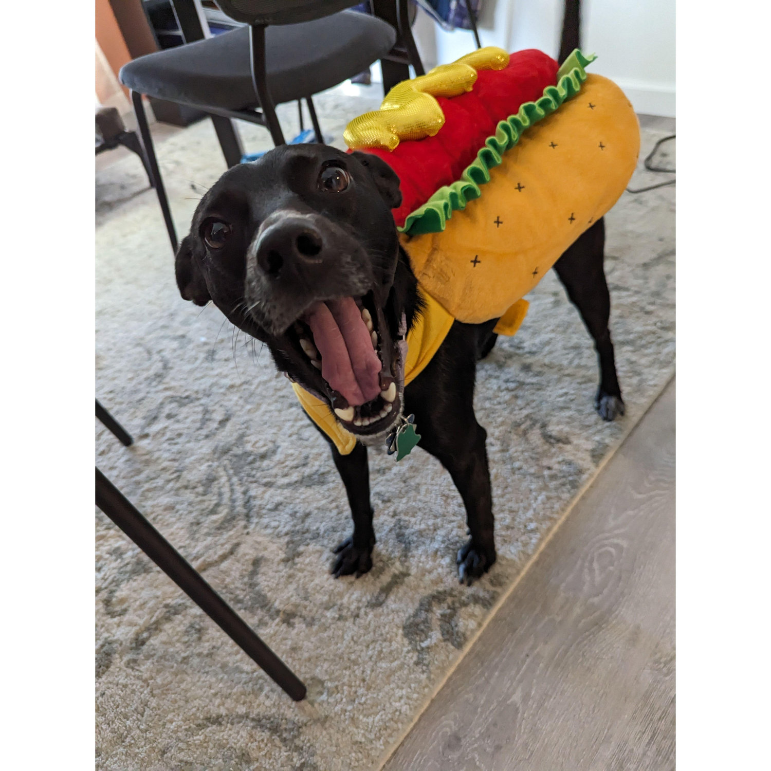 Ellie yawning...or screaming depending on how you perceive the photo after trying on her Halloween costume.