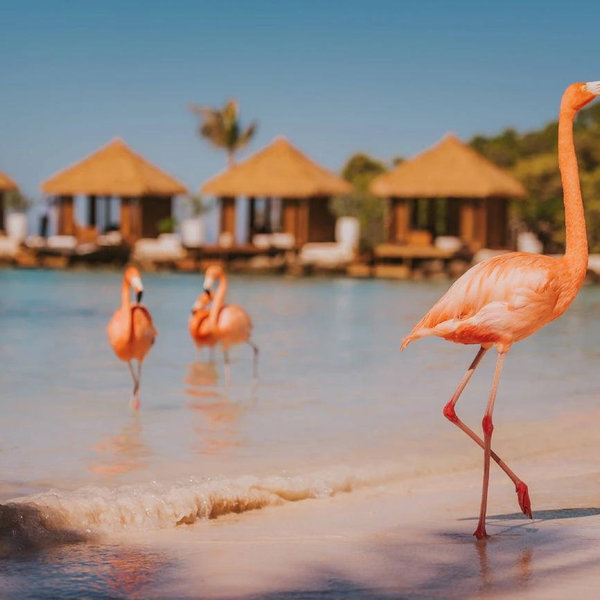 Explore Island On Our Honeymoon