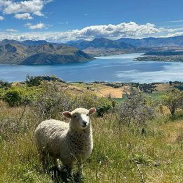 New Zealand Honeymoon Fund (Venmo Option)