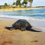 Poipu Beach