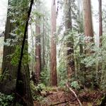 Armstrong Redwoods State Natural Reserve