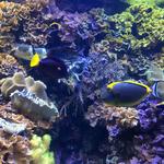 The Dallas World Aquarium