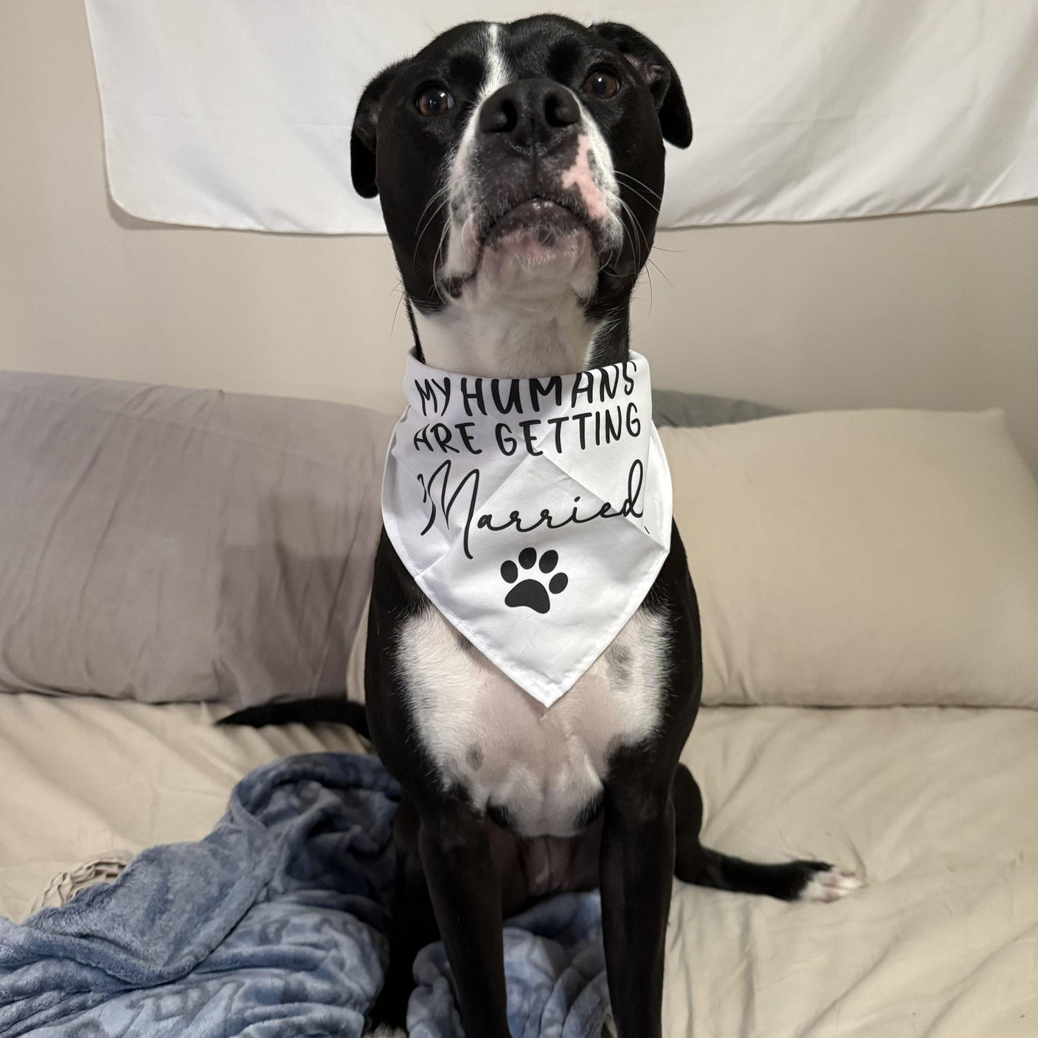 We adopted our dog, Lovie, in 2023.