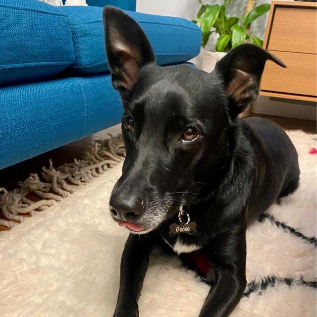 Year's Supply Of Goose Treats