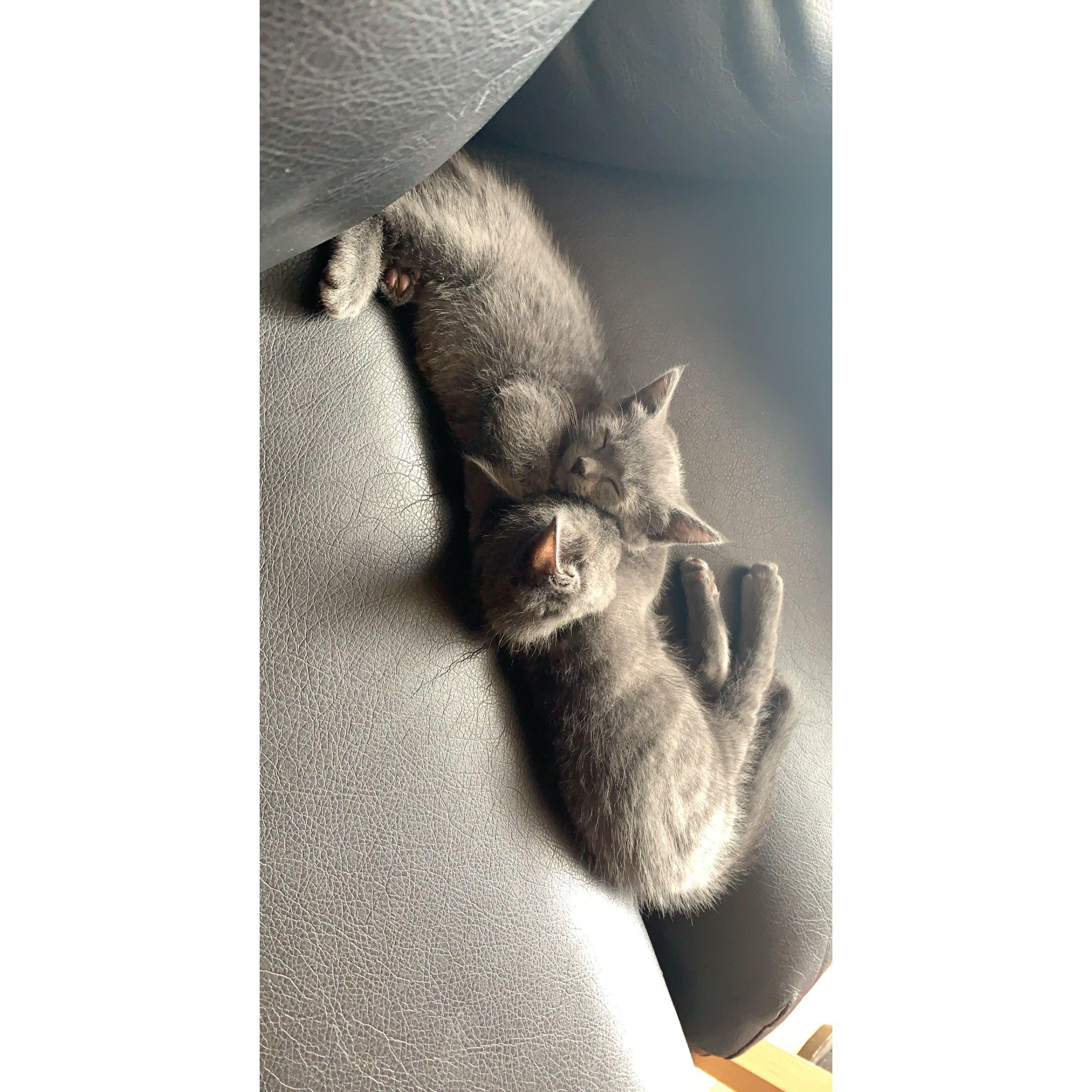 the kitties, a few days after getting them. 31 May 2020