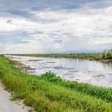Lake Apopka Wildlife Drive