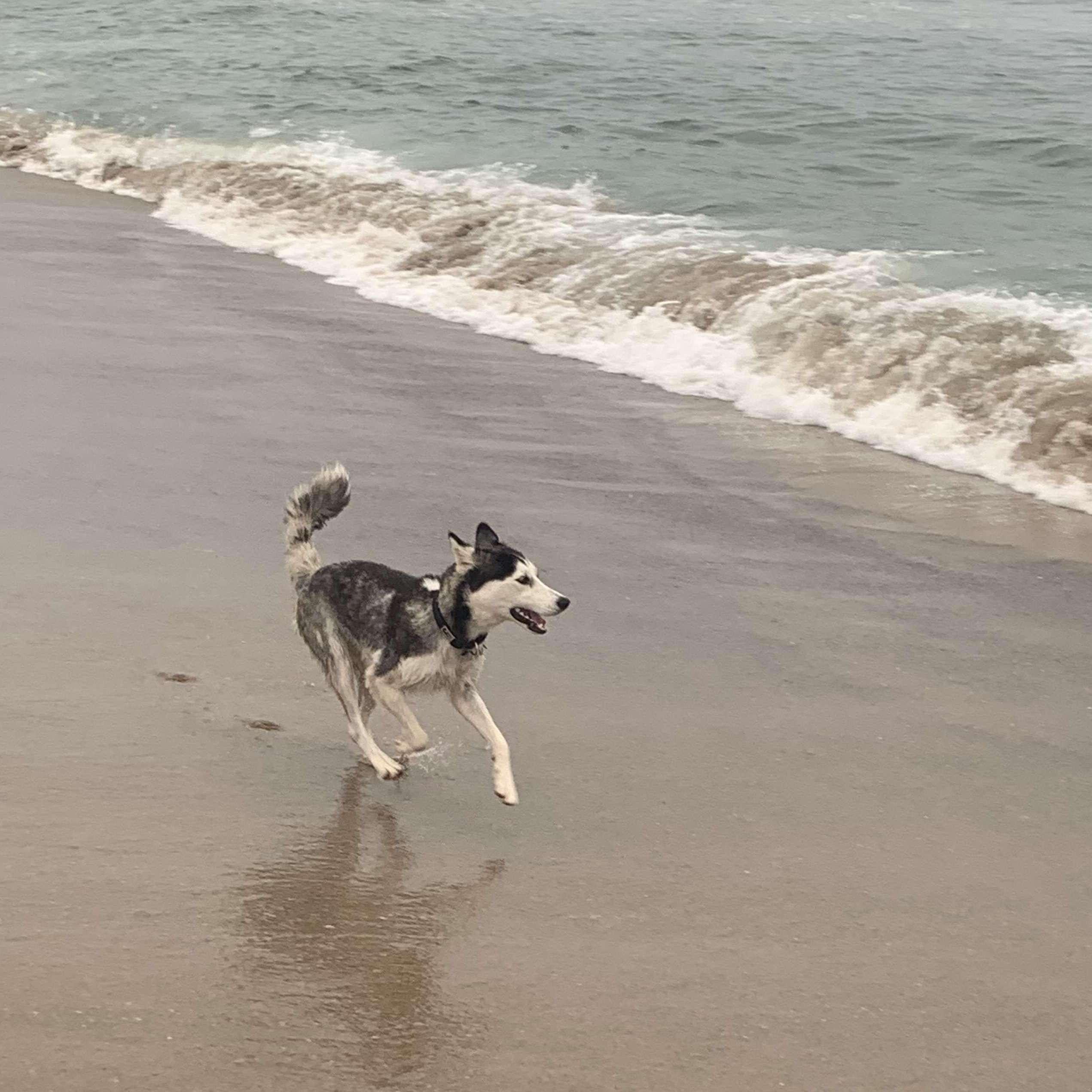 We often go running with Sasha and struggle to keep up