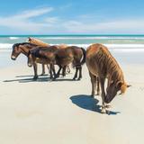 Wild Horse Adventure Tours