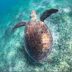 Turtle Swim, Mayan Ruins & Cenotes