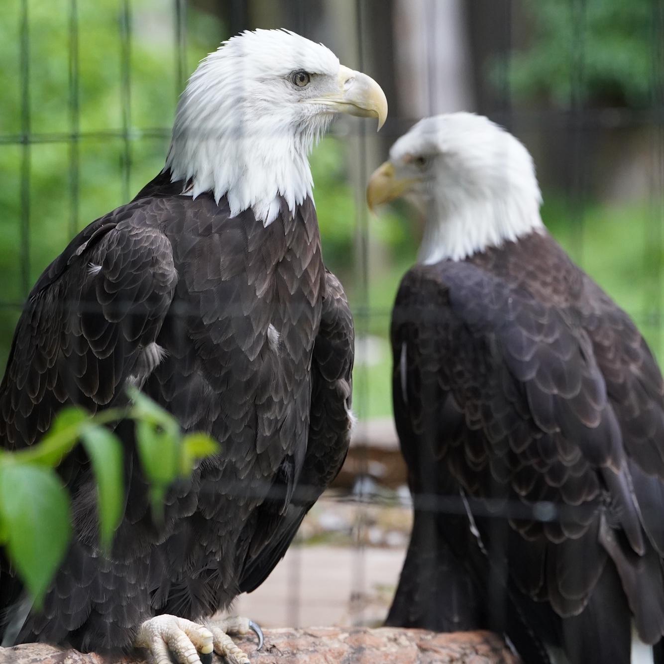 Even the eagles were speechless.