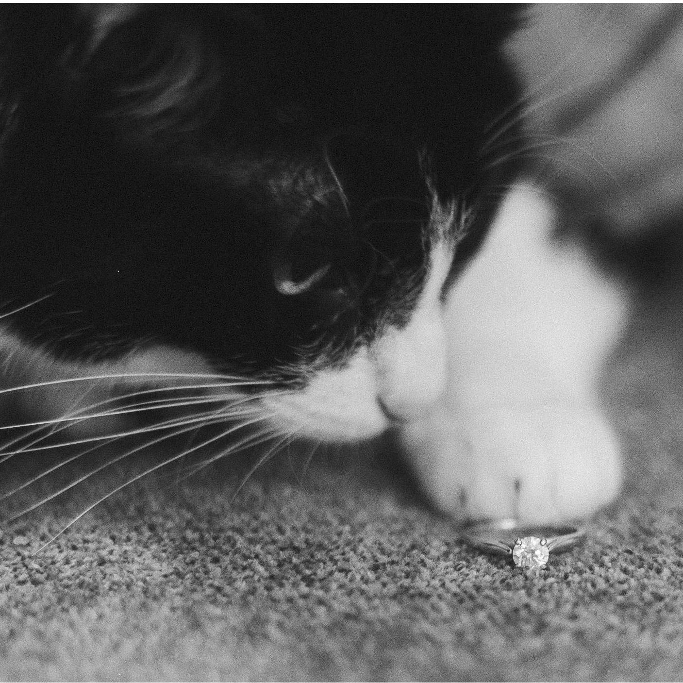 The feline terrorist Cosette wants to get engaged, too.