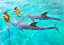 Dolphin Programs