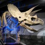 Museum of Science