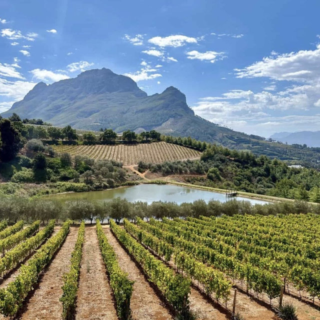 Wine Tasting in South Africa