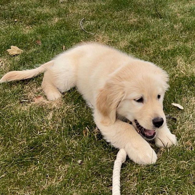 Puppy Fund