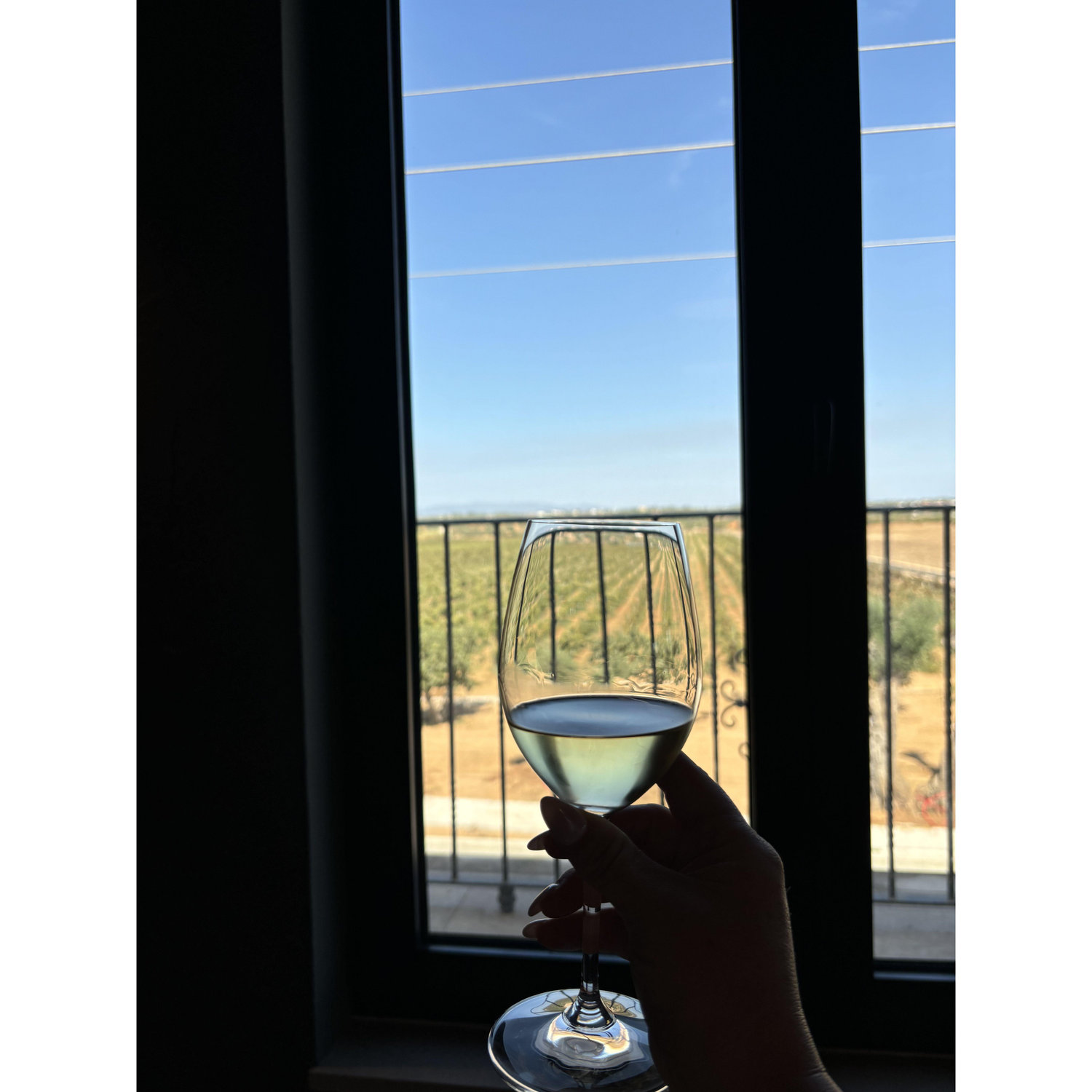 The vineyard
