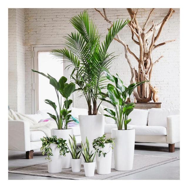 Plants for Our New Apartment