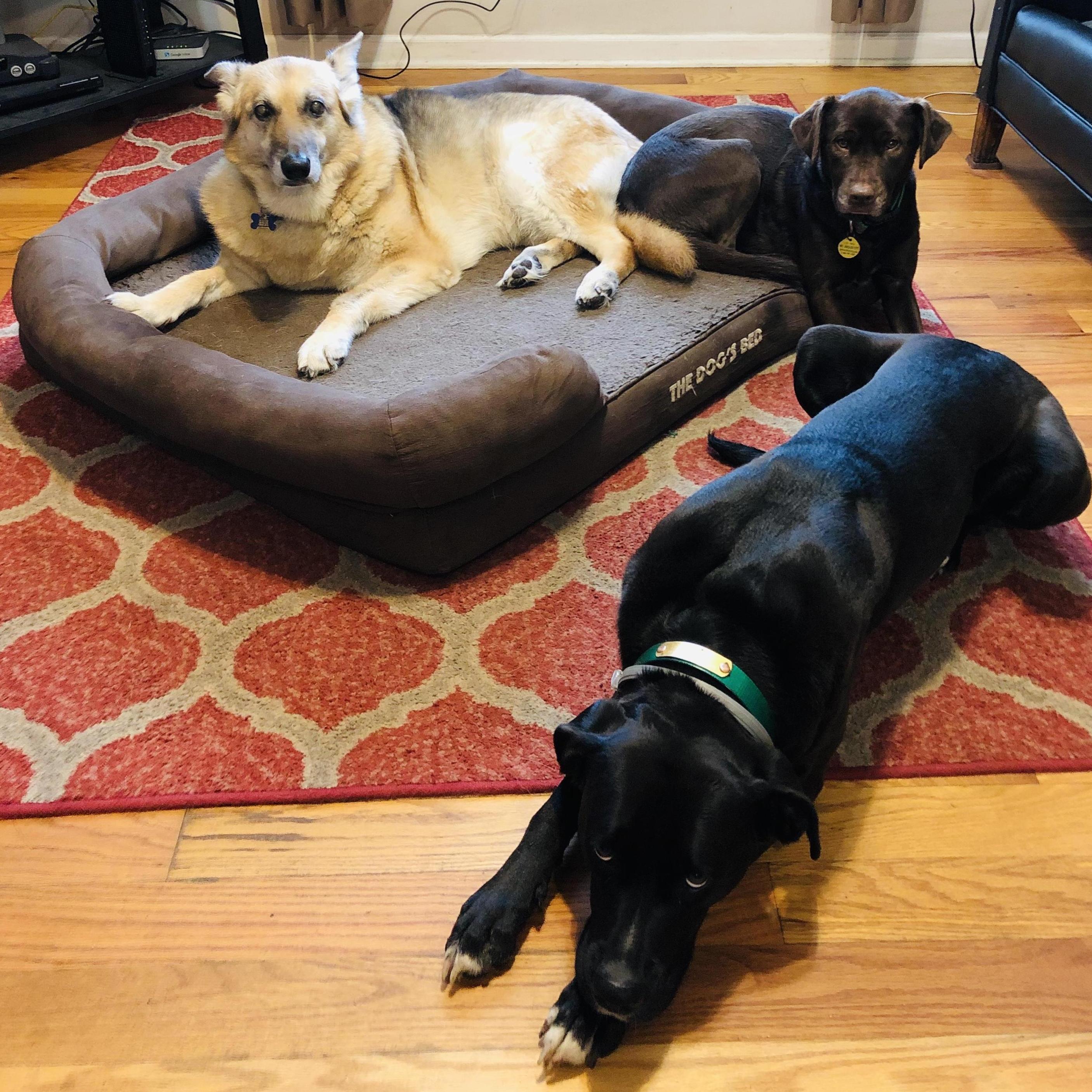 The pack, Chauney, Cora, and Chili.