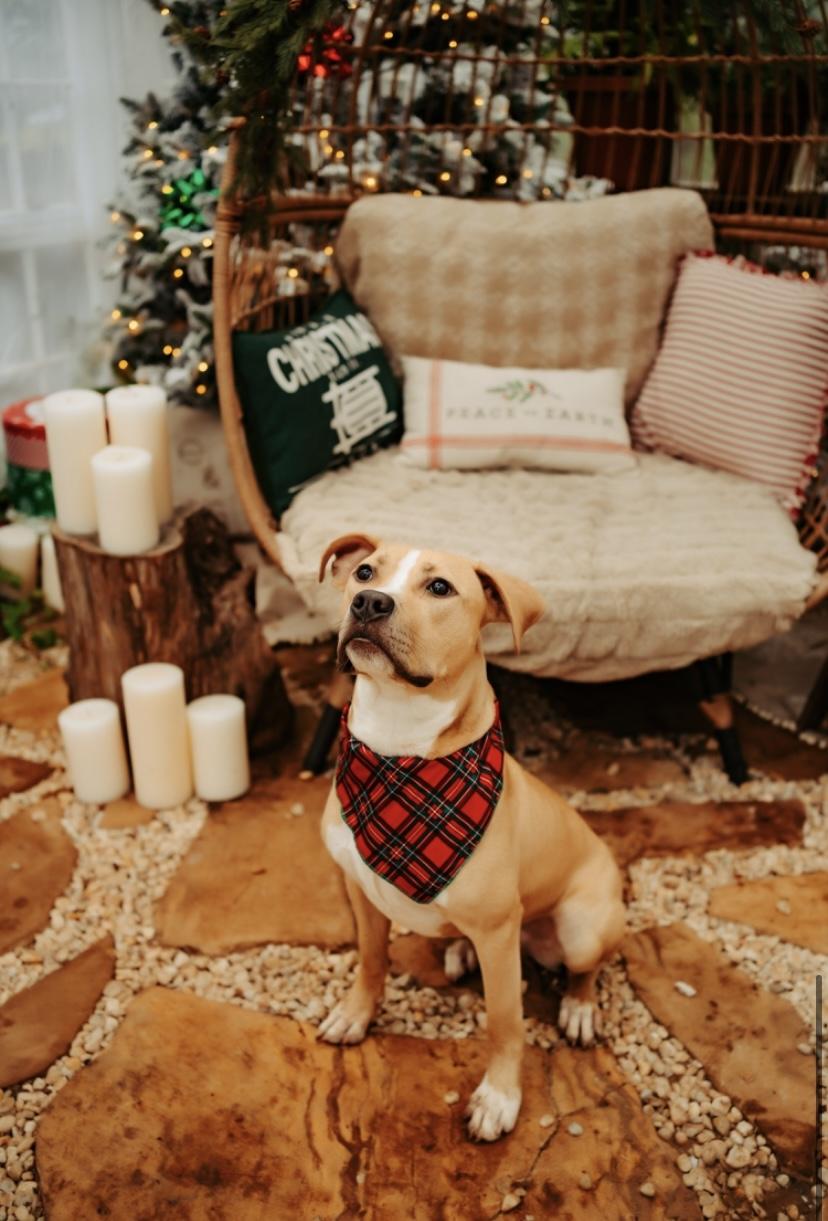 The Wedding Website of jacie borick and isaac coomer