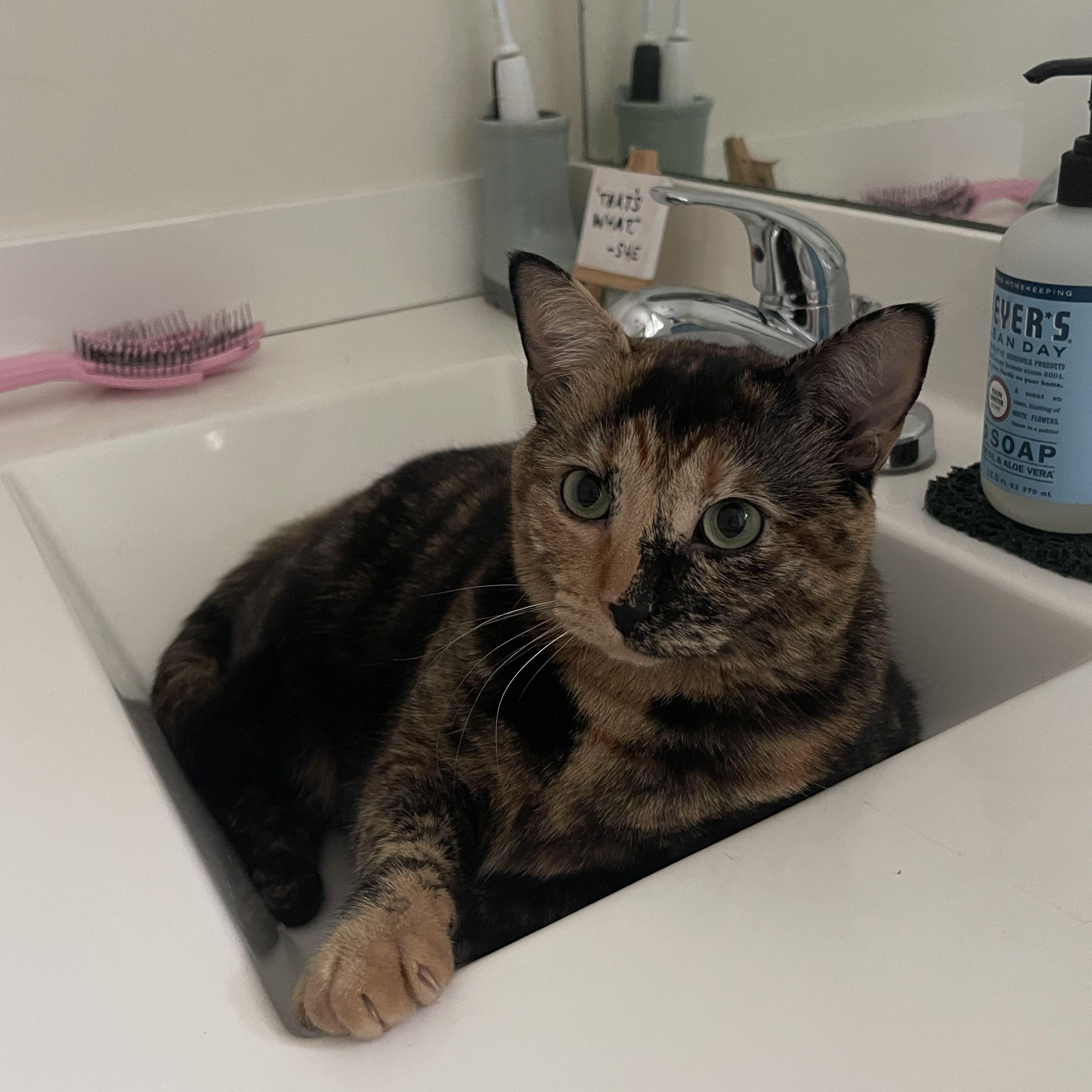 basil in sink