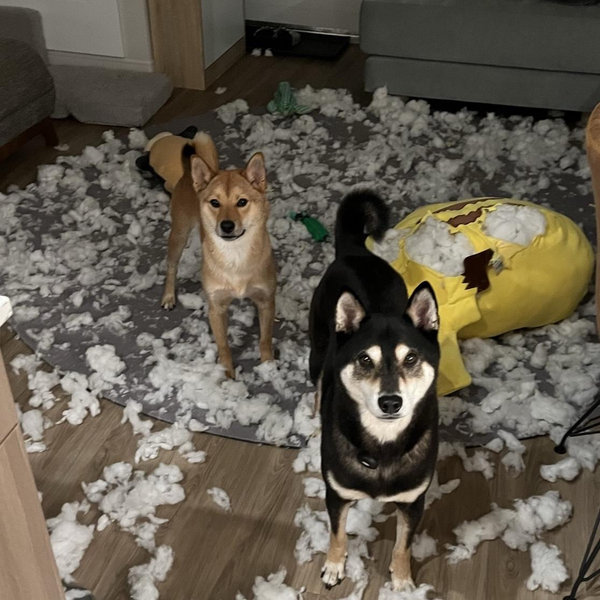 Bartholomew's "Good Boy" Fund