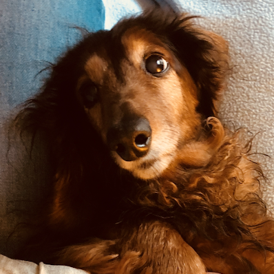 Our adorable dog Legend.