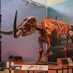 Museum of the Earth