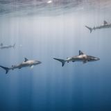 Deep Blue Eco Tours