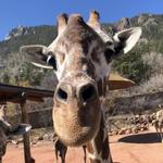 Cheyenne Mountain Zoo