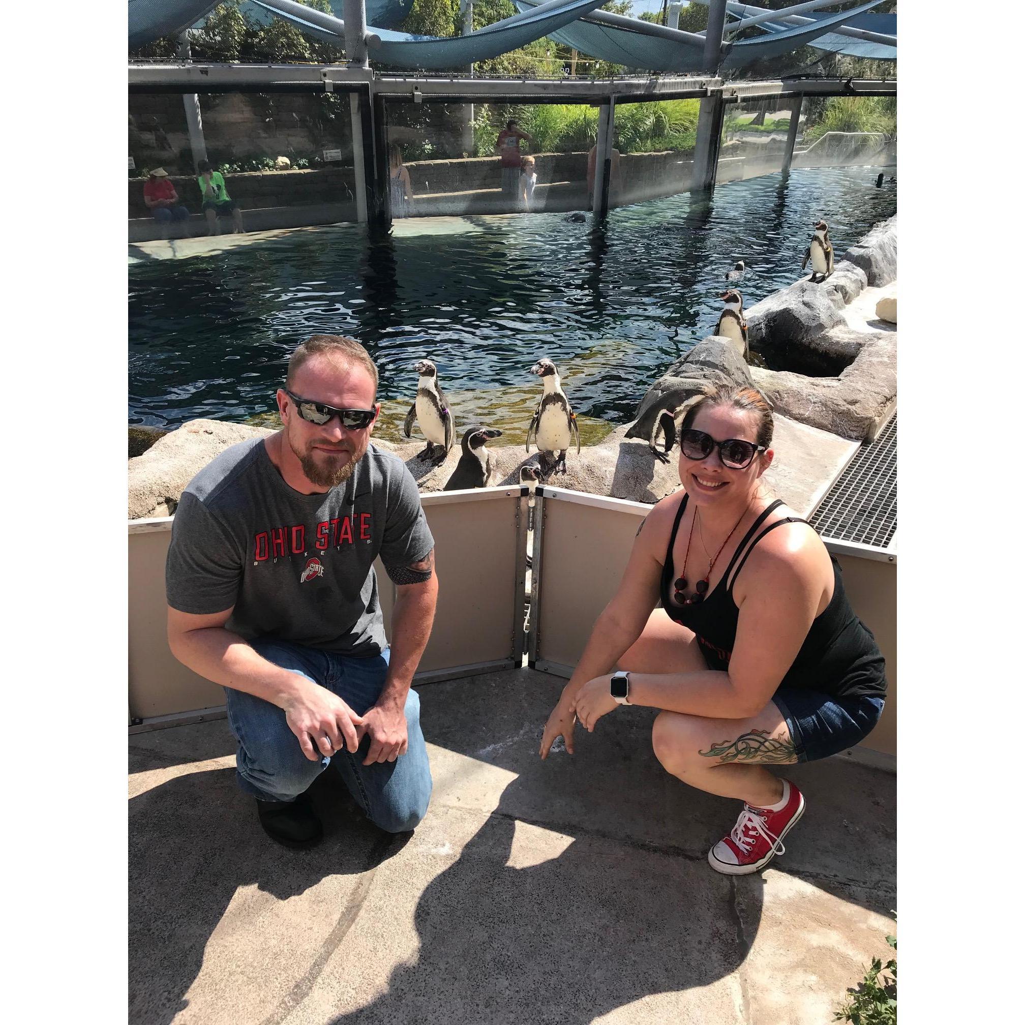 Feeding penguins! September 2018