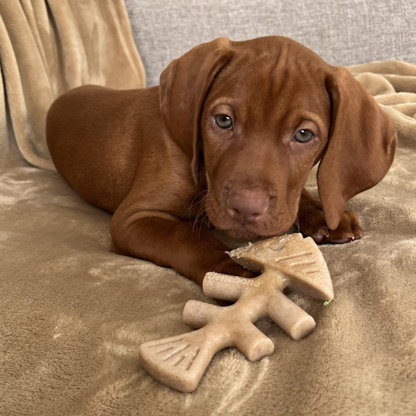 Puppy Fund - Piper’s Future Sister
