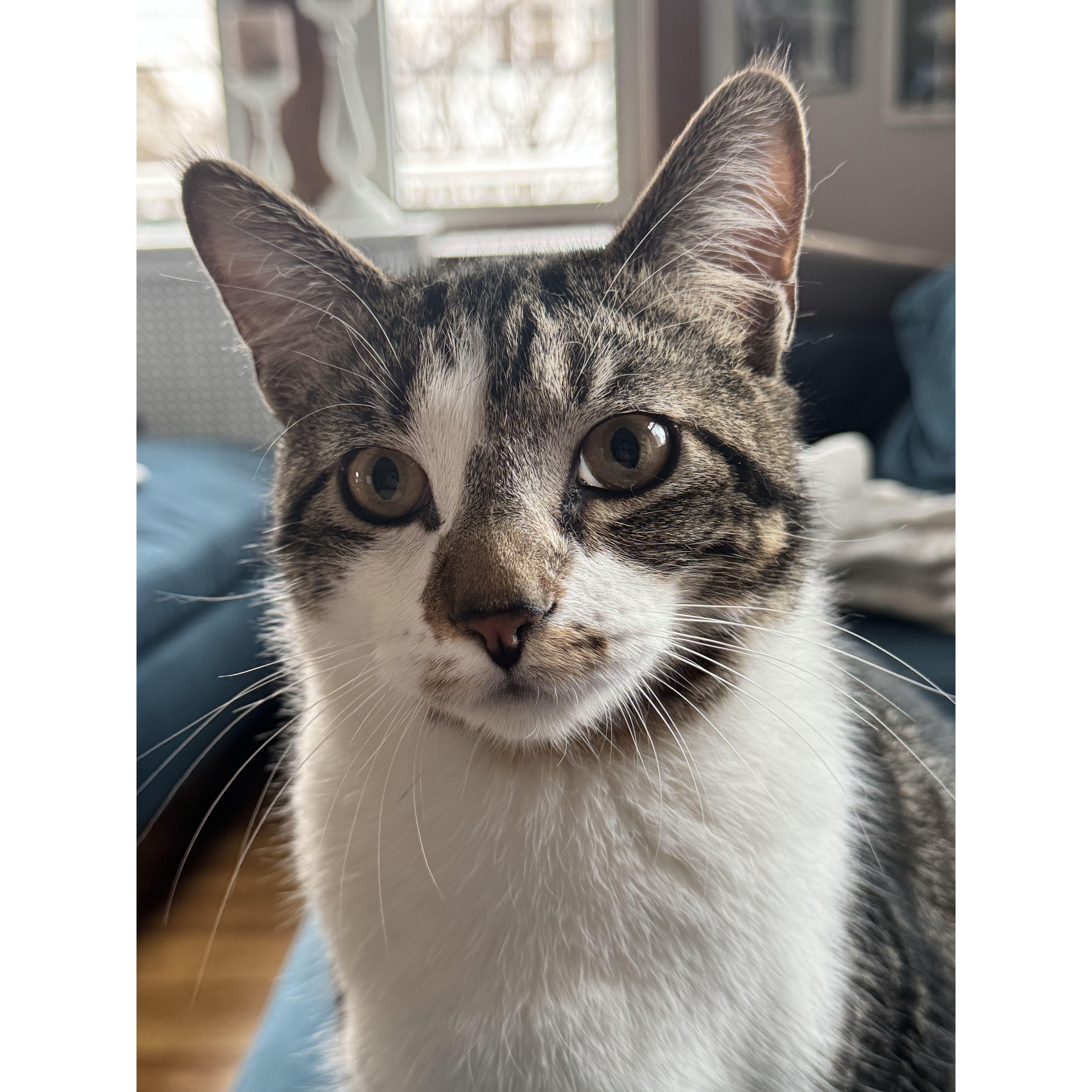 Our new "kitten" (beleive it or not, he is less than one year old in this pic!)